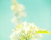 Summer flowers fruit blossoms pale blue white flowers summer photography wall art by bomobob - Walking on Air 8x8