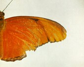 30% OFF Butterfly print insect photo pumpkin orange nature photograpy summer garden natural history vintage museum art : summer Flyer 5x5