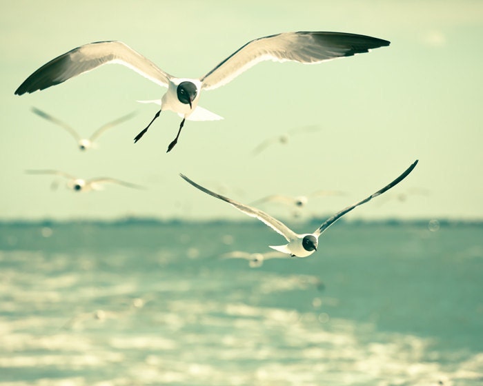 Seagull photo North Carolina coast laughing gulls fresh mint green seaside ocean photography nature wall art - Trailers 8x10