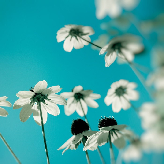 Electric blue photography summer decor white flowers turquoise summer floral print pretty feminine decor aqua summer blooms