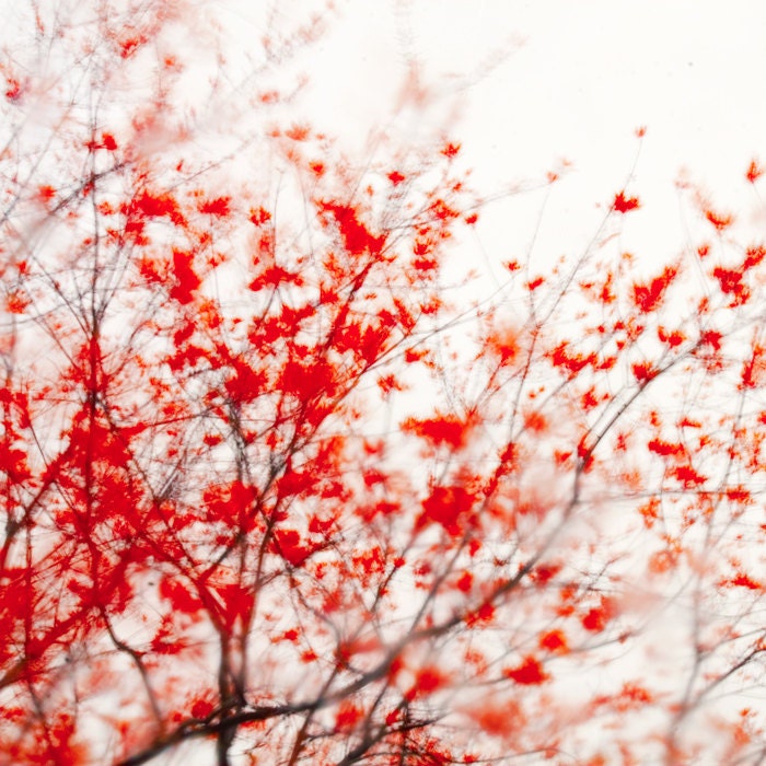 Autumn photography red and white leaf peepers cranberry, maple tree autumn leaves scarlet home decor October - Blaze 8x8