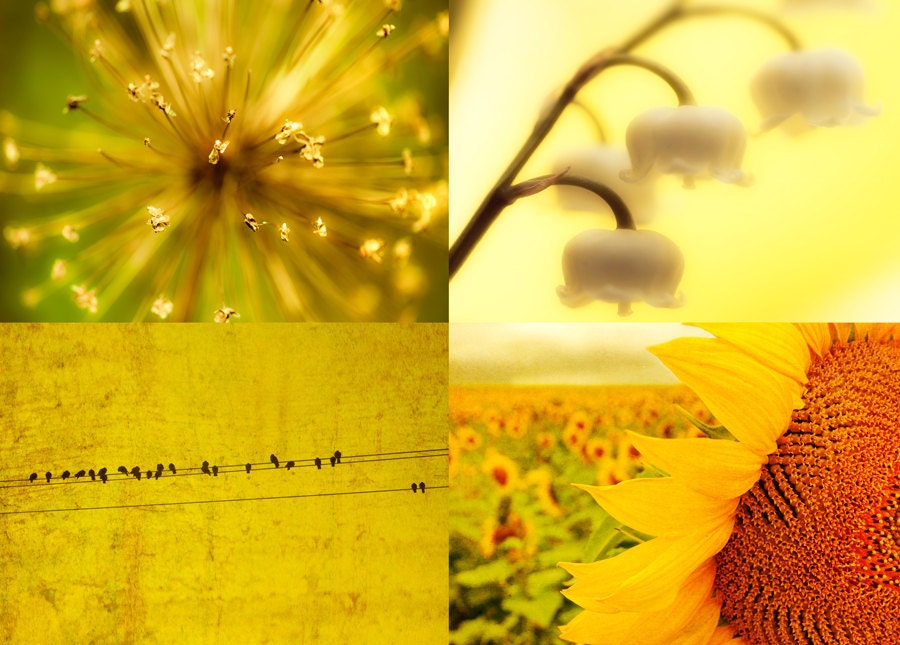 SALE - Yellow art, 4 photos, kitchen decor, mustard, nature photography, lemon, saffron, gold, flower print, birds Set of 4 5x7 Prints