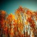Autumn photo wall art red leaves forest fall foliage burnt orange paprika orange seasonal turquoise teal blue November