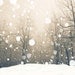 Nature photography, snowy landscape, winter photography, bare trees, woodland forest, neutrals, snow flakes, rustic decor, nougat