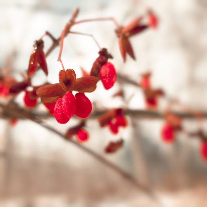 30% OFF Red winter berries winter photography snowy scene red decor nougat crimson photo rustic - Winter Berries 8x8