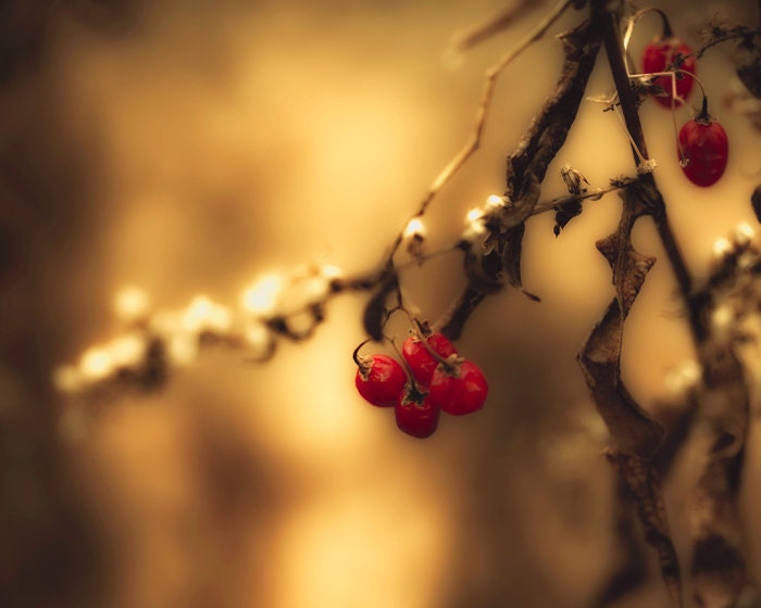 30% OFF Winter photography red berries coffee brown harvest gold nougat rustic decor nature photography bokeh caramel