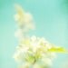 Summer flowers fruit blossoms pale blue white flowers summer photography wall art by bomobob - Walking on Air 8x8