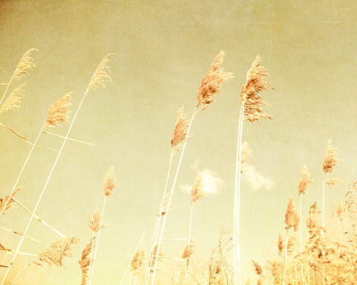 Summer photography field of dreams golden yellow summer sky grain midwest airy decor earthtones - Across the Sky 8x10