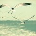 30% OFF Seagull photo North Carolina coast laughing gulls fresh mint green seaside ocean photography nature wall art - Trailers 8x10