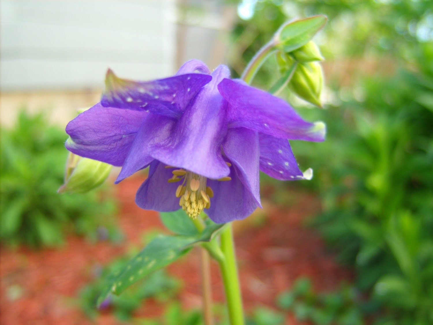 Columbine mix 50 seeds Aquilegia hybrida