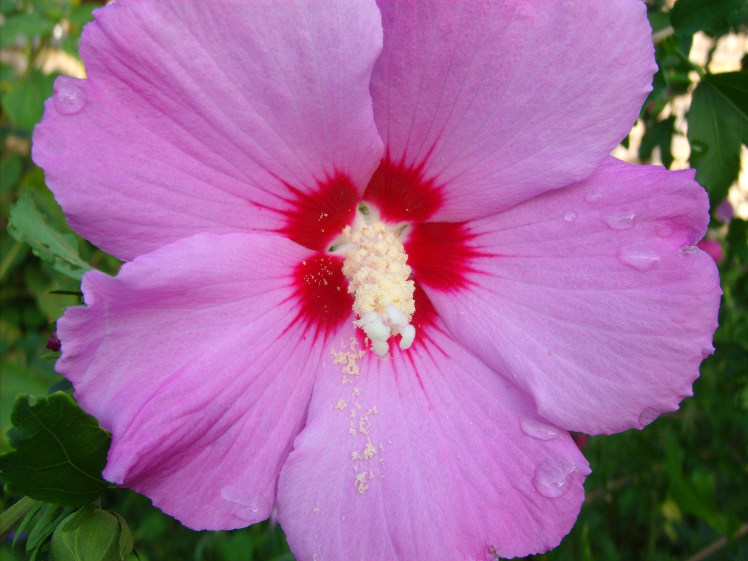 Lavender Rose of Sharon 25 Seeds Hibiscus syriacus