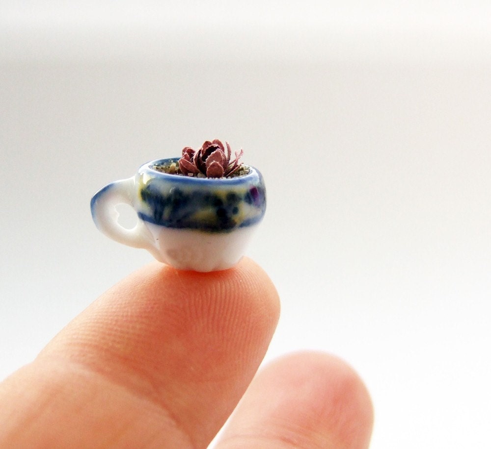 teacup of miniature escheverias in 12th scale