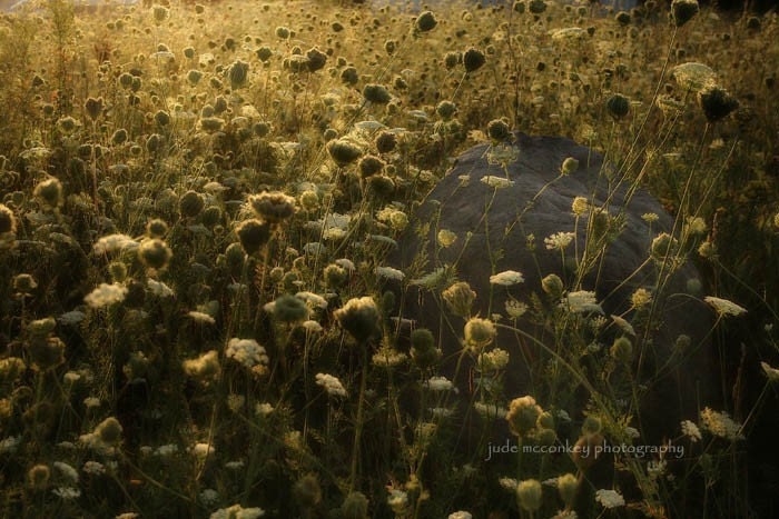 Early Summer Sale 30% nature photography queen annes lace fine art photography 8x12 sunrise home decor field brown