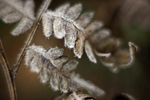 nature photography fern photo green frost home decor - judeMcConkeyPhotos