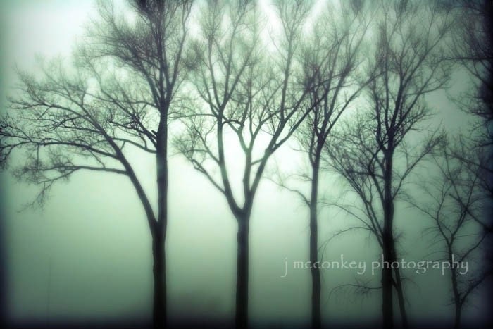Early Summer Sale 30% landscape photography fog mist fine art photography green trees woodland print 8x12 office decor home decor