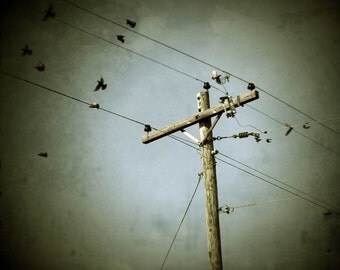 Early Summer Sale 30% halloween decor industrial photography fine art photography birds telephone pole 16x16 gallery wrap home decor
