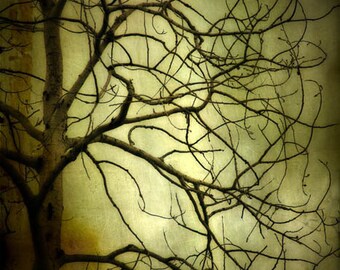 Early Summer Sale 30% halloween decoration, Spooky Tree photograph, home decor, Gallery Wrap Fine Art Photograph