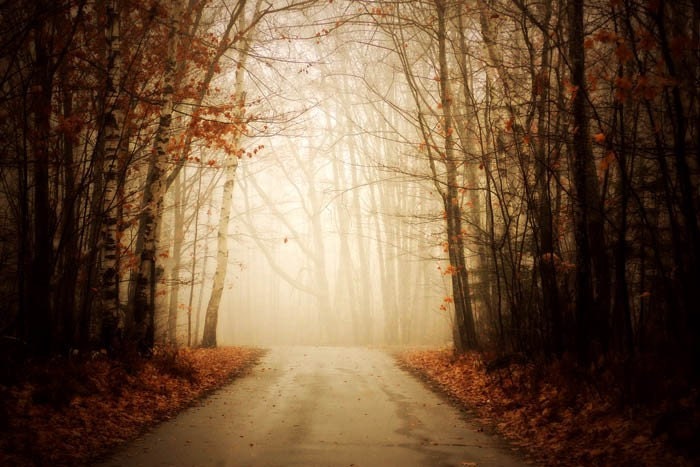 Early Summer Sale 30% landscape photography nature fine art photography autumn orange leaves woodland 20x30 gallery wrap