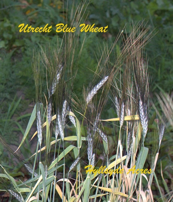 Utrecht Blue Ornamental Wheat Seeds Heirloom by Flowerlady46