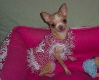 CROWN PRINCESS dog sweater with Jeweled Crown - 2 to 20 lb dogs- Prince Avail- Made to order