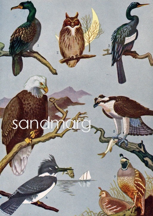 Audubon Birds of Prey Owl Bald Eagle and Friends Color Print 1938