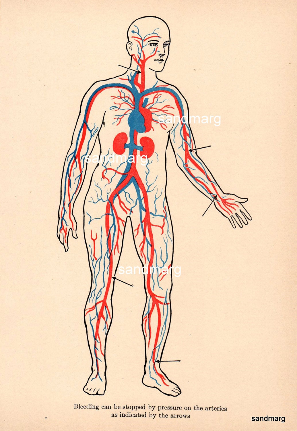 Arteries and Veins Pressure Points First Aid Medical Man Print 1919