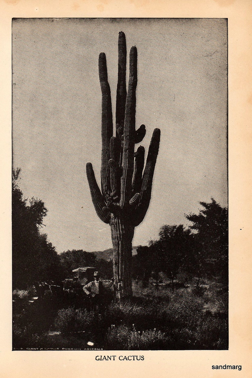 1907 Giant Cactus Phoenix Arizona Black and White Encyclopedia Book Illustration