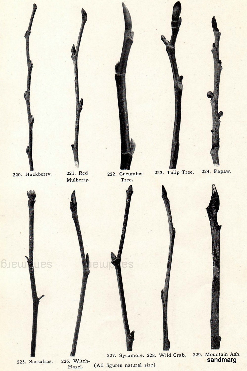Antique Chart Tree Branches Buds Mountain Ash Cucumber Tulip Plum Cherry Locust Botanical Print to Frame