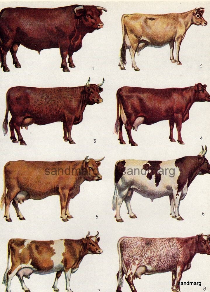cattle breeds chart