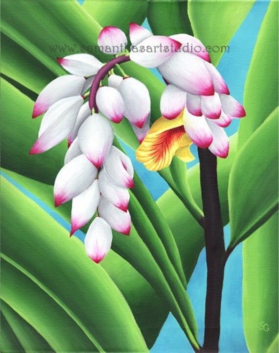 Hawaiian Ginger 8x10 Print