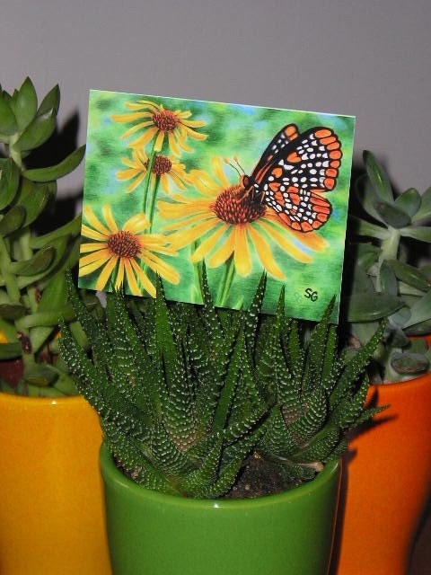 Baltimore Checkerspot Butterfly ACEO limited edition of 30