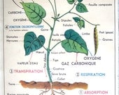 French Vintage School Poster Botanical Plant Flower