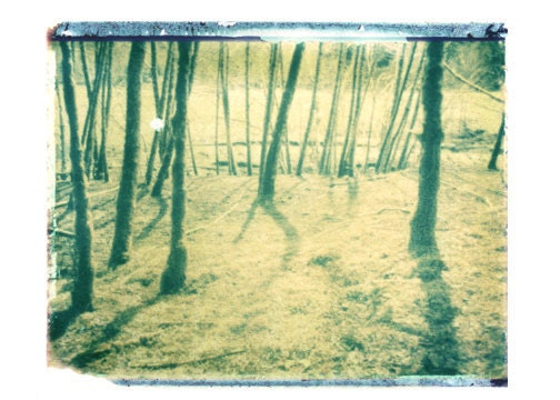 Photography Polaroid Green Trees Vintage Art 11x14 Print