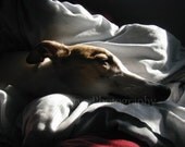 KaprysPhotography's Contentment, 8x10 fine art photography print