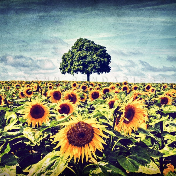 Landscape photography, Sunflower Photography, Farmhouse decor, Flower photography, Tree photography, summer Photography, Print 6x6 (15x15cm)