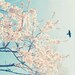 Nature photography, Landscape photography, Spring decor, Blue decor, Cherry blossom art, Spring home decor, 8x8(20x20cm)