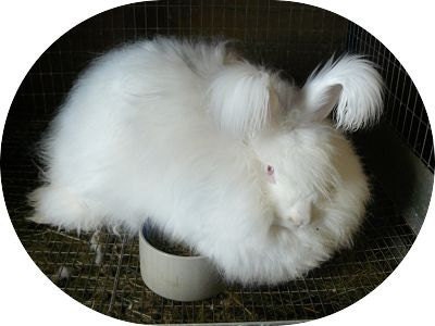 White German Angora rabbit wool Angora rabbit raw fiber white 1 ounce