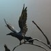 the cephalopod and the raven