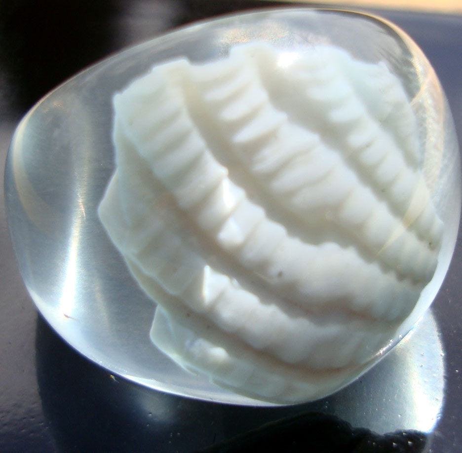 Seashell from the Atlantic shore Size 6.5
