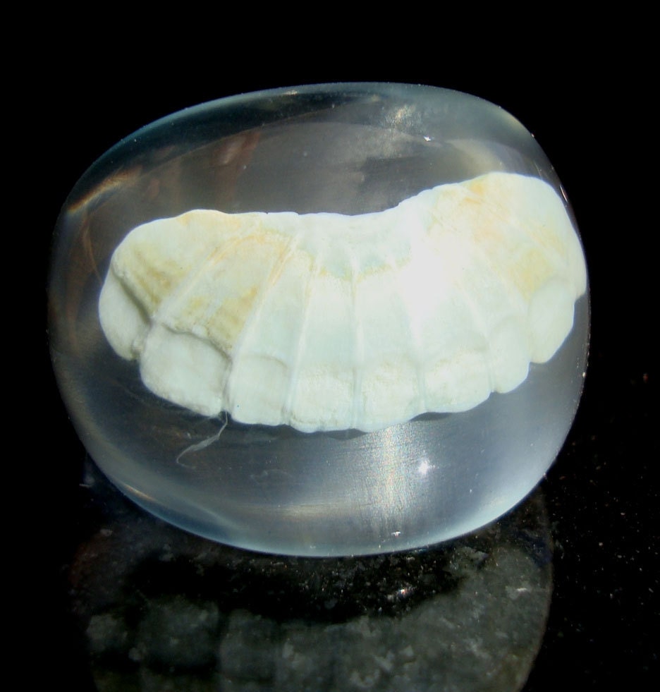 Chiton shell ring Size 6.25