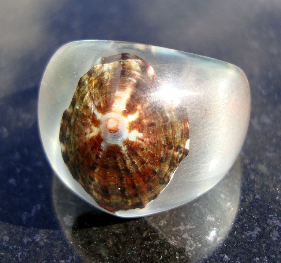 Seashell from the Sound Shore Limpet Size 6.75