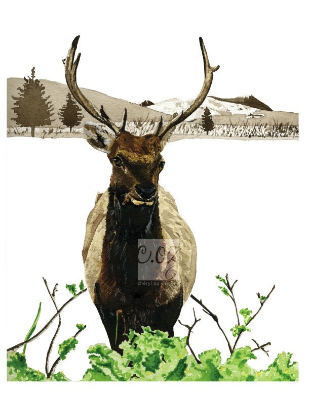 Spring Elk 8x10 Watercolor Print