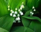 Lily-of-the-Valley Flower Essence