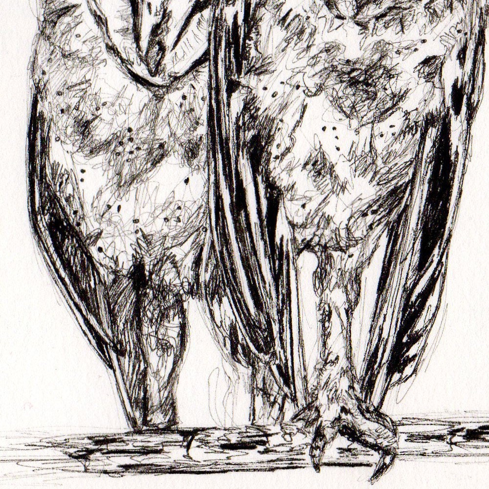 Black and White Owl Drawing - Soul Mates in the Barn Rafters - Original Ink Drawing - Art