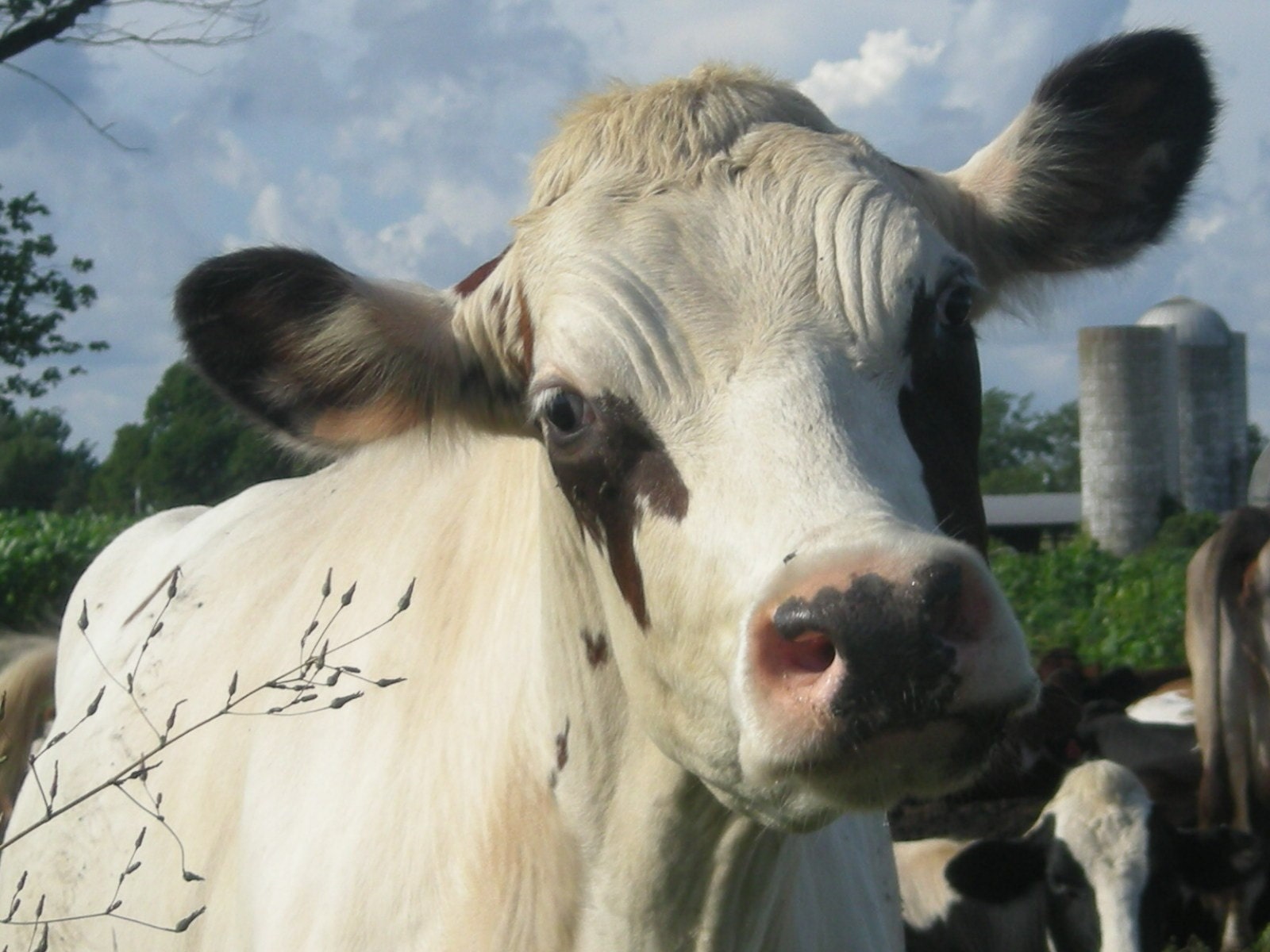 Dairy Cow 5X7
