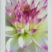 6 Cards, In Full Bloom
