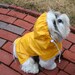 Wet Look Dog Raincoat with Hood -- to be custom made for your small pup