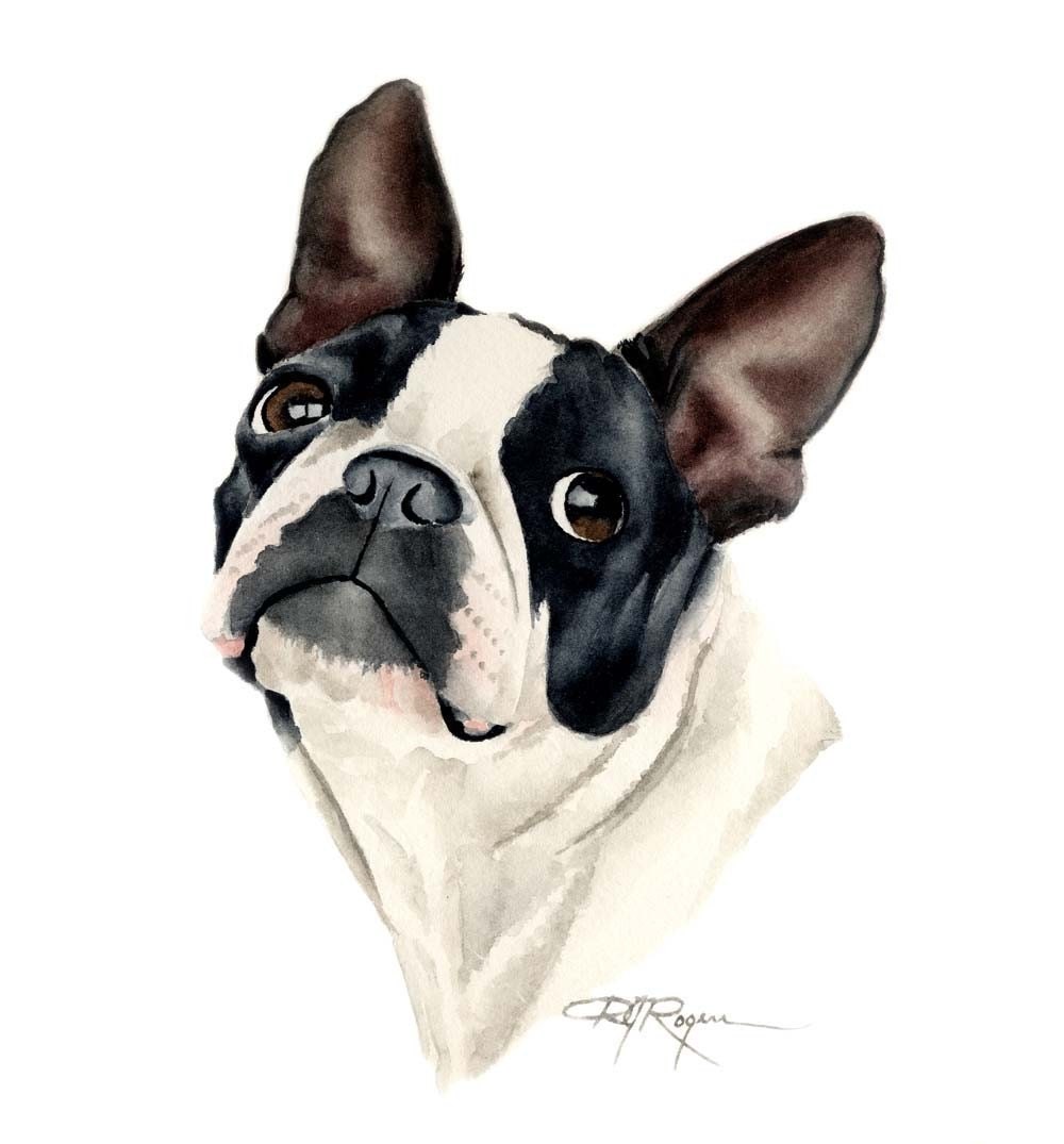 BOSTON TERRIER Dog Art Print Signed by Artist DJ by k9artgallery