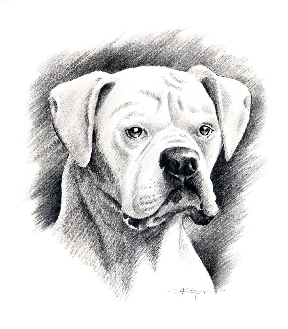  How To Draw A Boxer  Learn more here 