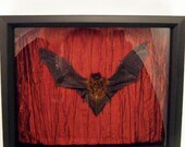 LOVED TO DEATH Gothic Victorian Taxidermy Memento Mori Fruit Bat Shadow Box Red Fabric
